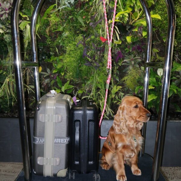 Chien accueilli par l'Hôtel Mercure Bordeaux Aéroport en Gironde en Nouvelle Aquitaine en France