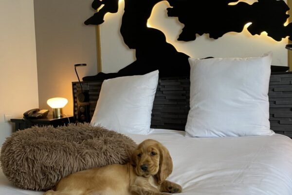 Hôtel Mercure Bordeaux Aéroport