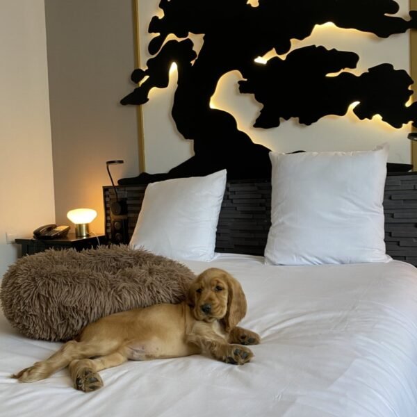 Chien sur le lit d'une chambre de l'Hôtel Mercure Bordeaux Aéroport en Gironde en Nouvelle Aquitaine en France