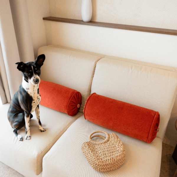 Chien sur le canapé d'une chambre de l'Hôtel Liautaud dans les Bouches-du-Rhône en Provence-Alpes-Côte d'Azur à Cassis