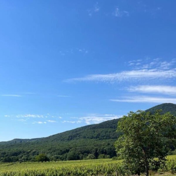 Vue sur les montagnes à proximité du Gîte La perle d’Alsace dans le Bas-Rhin dans le Grand-Est à Bernardswiller