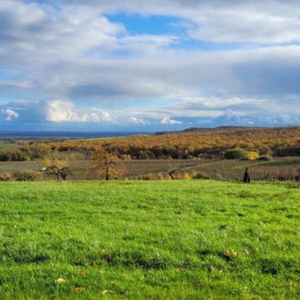 Paysage des vignes à deux pas du Gîte La perle d’Alsace dans le Bas-Rhin dans le Grand-Est à Bernardswiller