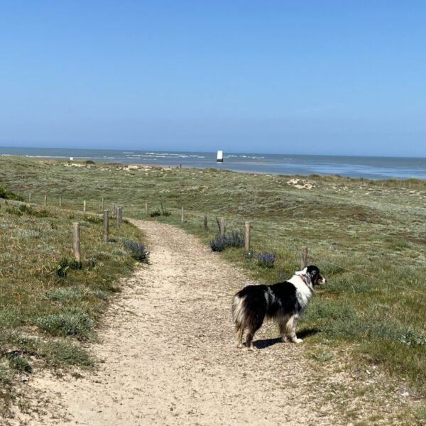 Berger australien des propriétaires en balade autour de la Villas Les Bains de Mer en Vendée au Pays de La Loire à La Barre-de-Monts