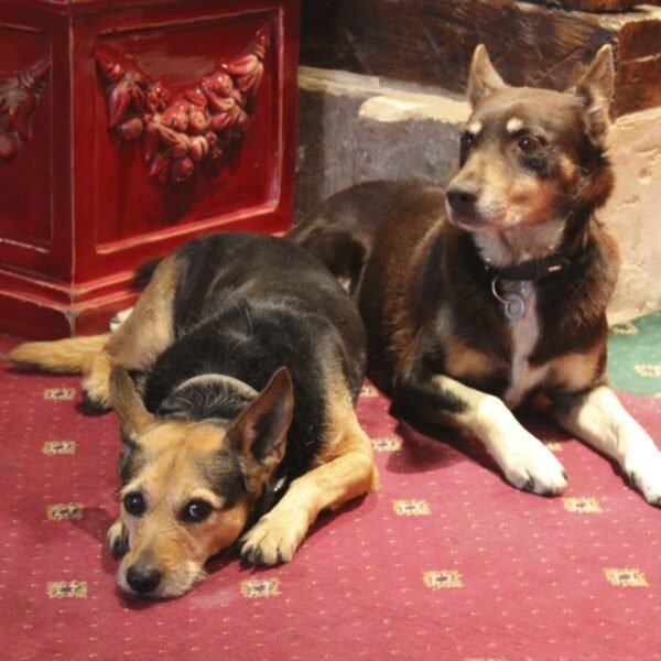 Deux chiens allongés sur la moquette de l'HÔTEL DE LA BRETONNERIE à Paris en île de France