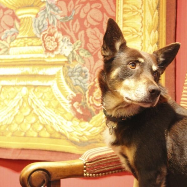 Chien résidant à l'HÔTEL DE LA BRETONNERIE à Paris en île de France