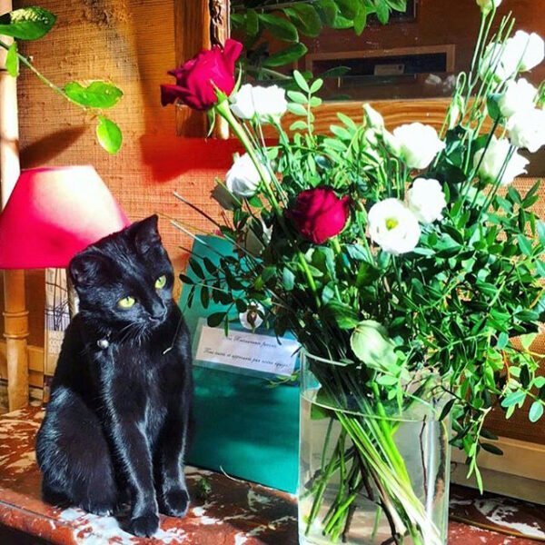 Clarinette, assise à côté d'un bouquet de fleurs, le chat de l'HÔTEL CHOPIN à Paris en île de France