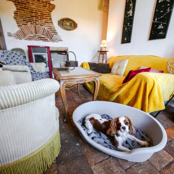 Salon avec panier à chien, Cavalier king Charles allongé dedans dans la maison le Beagle en Indre-et-Loire dans le Centre-Val de Loire à Lussault-sur-Loire