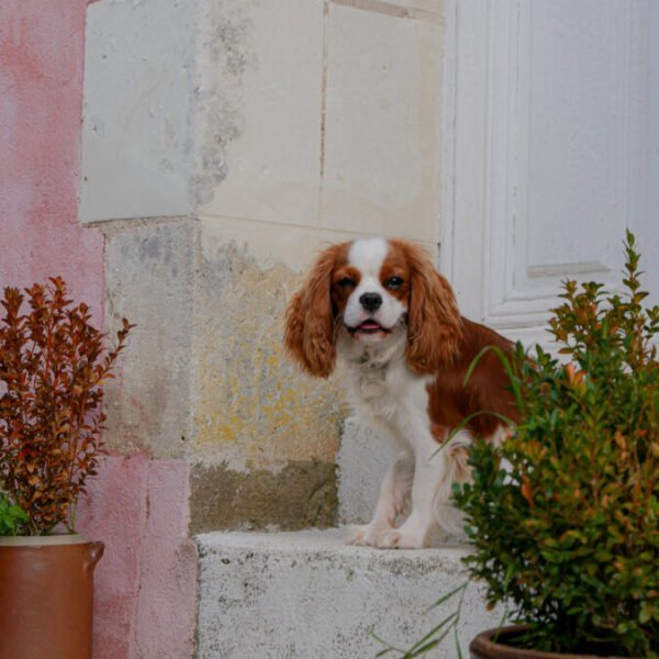 Cavalier King Charles devant la maison le Beagle en Indre-et-Loire dans le Centre-Val de Loire à Lussault-sur-Loire