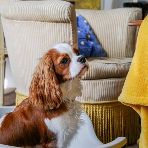 Cavalier King Charles dans le salon dans la maison le Beagle en Indre-et-Loire dans le Centre-Val de Loire à Lussault-sur-Loire