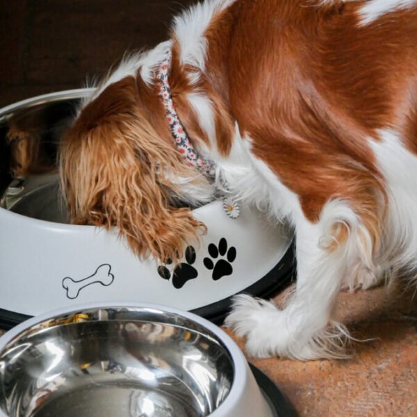 Cavalier King Charles qui mange dans la gamelle à disposition dans la maison le Beagle en Indre-et-Loire dans le Centre-Val de Loire à Lussault-sur-Loire