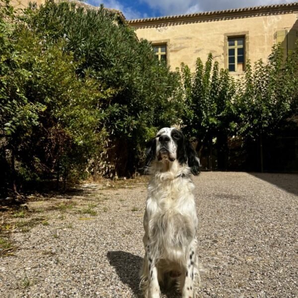 Chien devant l'Abbaye de Valmagne dans Hérault en Occitanie à Villeveyrac