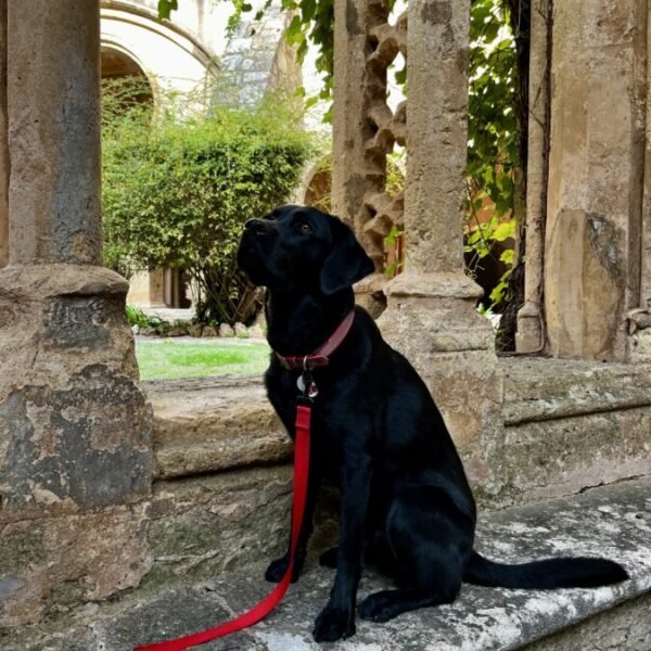 Chien dans les couloirs de l'Abbaye de Valmagne dans Hérault en Occitanie à Villeveyrac