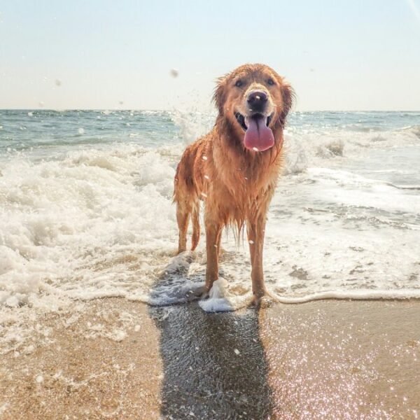 Chien golden retriever sur une plage à proximité du camping Le Vieux Port dans les Landes en Nouvelle-Aquitaine à Messanges