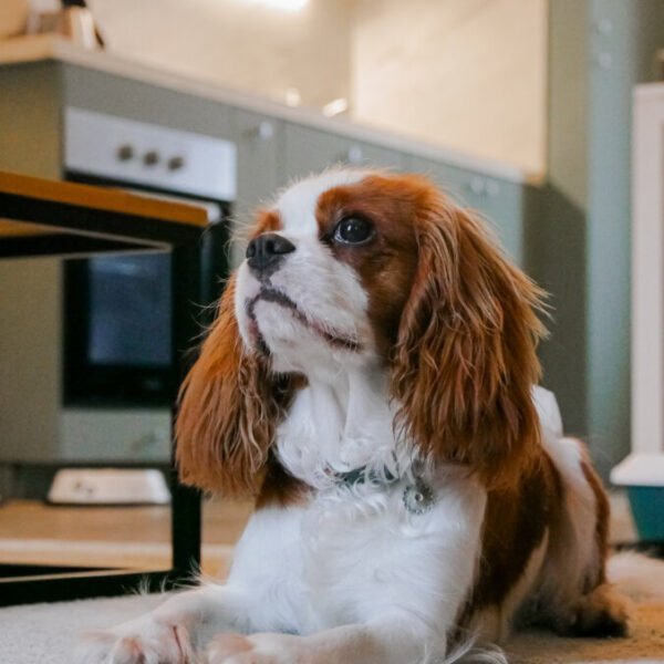 Un cavalier King Charles assis dans la cuisine de l'appartement Le Bichon en Indre-Et-Loire dans le Centre-val-de-Loire à Tours