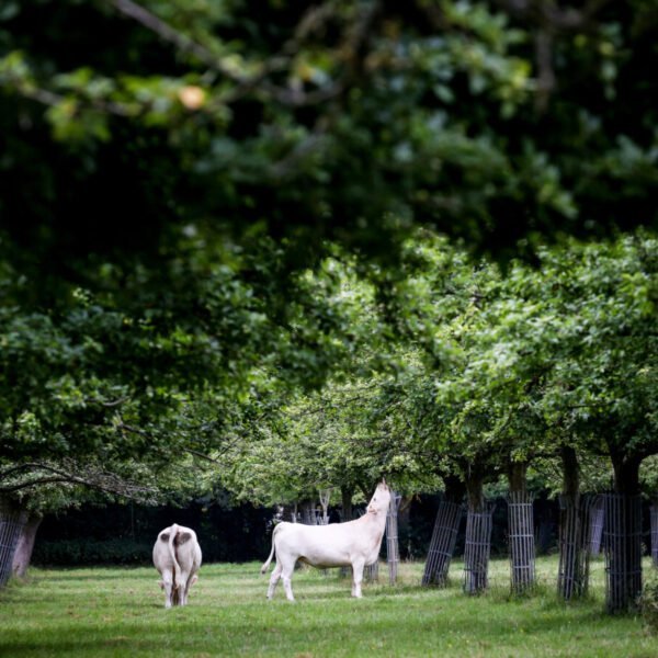 Des vaches dans un verger de la distillerie Calvados Roger Groult à Valorbiquet dans le Calvados en Normandie