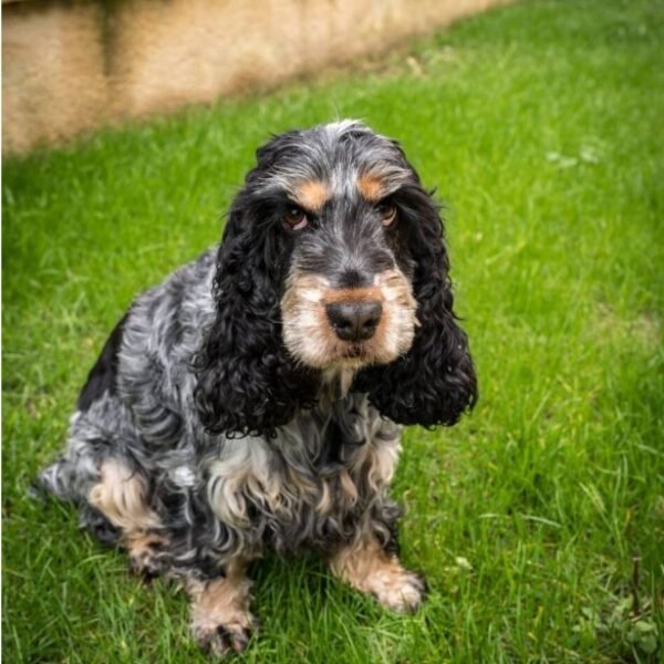 Chien dans le jardin du Gite La Bastide en Dordogne proche de Bergerac en Nouvelle Aquitaine