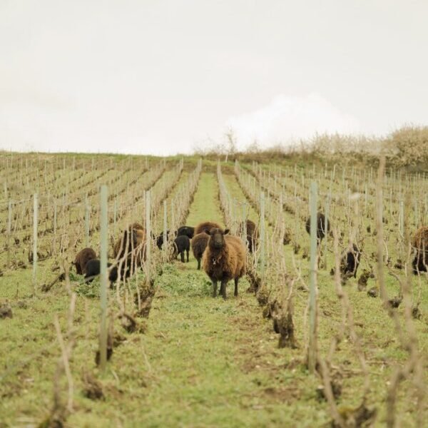 Moutons sur le domaine de la Cave Champagne Harlin Père et Fils dans la Marne à Mareuil-le-Port en Lorraine