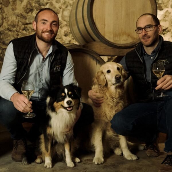 Les chiens du Domaine de la Cave Champagne Harlin Père et Fils dans la Marne à Mareuil-le-Port en Lorraine