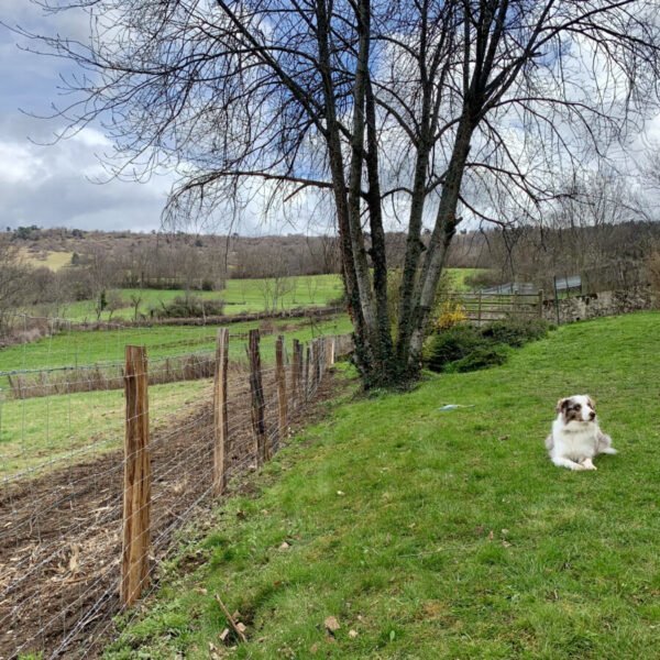 Chien dans le Grand jardin clos du Gite les Meuhs dans le Puy de Dome en Auvergne Rhone Alpes proche de Clermont Ferrand