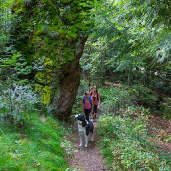 Une balade avec son chien au Domaine du Hirtz à Wattwiler en Alsace dans la région Grand-Est