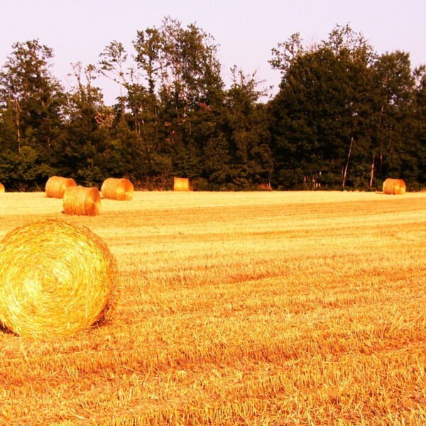 Un champ de paille au Gîtes du Moulin de la Jarousse à Jarousse en Dordogne en Nouvelle-Aquitaine