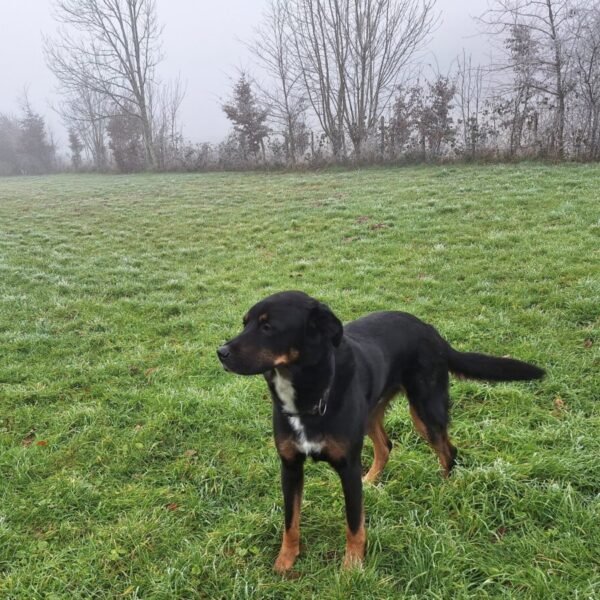 L'accueil des chiens aux Gîtes Estuvi à Chemenot dans le Jura en Bourgogne-Franche-Comté