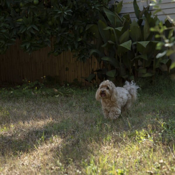 Chien dans le jardin clos de la Casa Vacanze Myosotis en Italie, Proche des plages de la Méditerranée