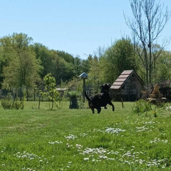 L'accueil des chiens aux Gîtes Estuvi à Chemenot dans le Jura en Bourgogne-Franche-Comté