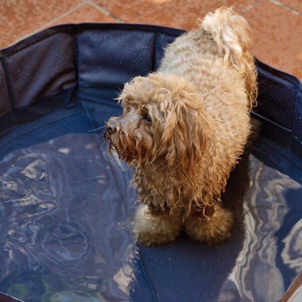 Chien dans sa piscine pour chien à la Casa Vacanze Myosotis en Italie, Proche des plages de la Méditerranée