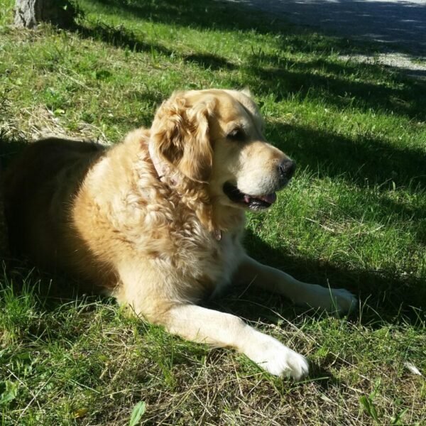 Chien dans le jardin clos de La Maison d'Elo près d'Avignon à Pujaut en Provence