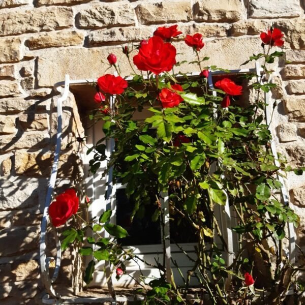 Rosiers du Gite aux Roses Rouges en Bourgogne près de Beaune en Cote d'Or