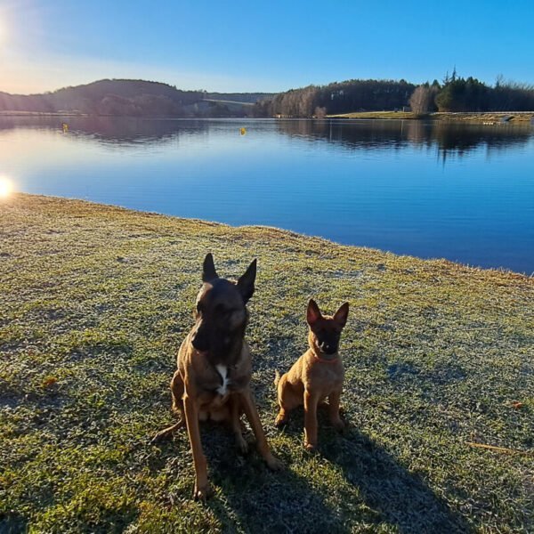 Les chiens du Camping Domaine relais du lac Saint Gervais en Aveyron proche de Laguiole et de l'Aubrac