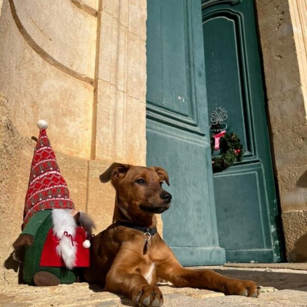 Petit chien à l'entrée de Château de l’Engarran à Lavérune en Hérault, Occitanie