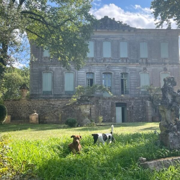 Duex chiens dans le jardin de Château de l’Engarran à Lavérune en Hérault, Occitanie