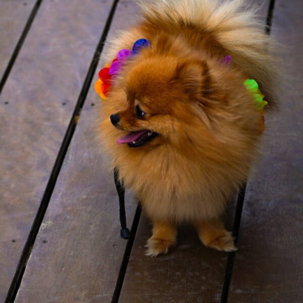 Chien du Domaine Viticole Lafage à Perpignan dans les Pyrénées Orientales en Pays Catalan