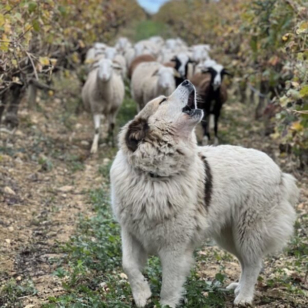 Chien et moutons du Domaine Viticole Lafage à Perpignan dans les Pyrénées Orientales en Pays Catalan