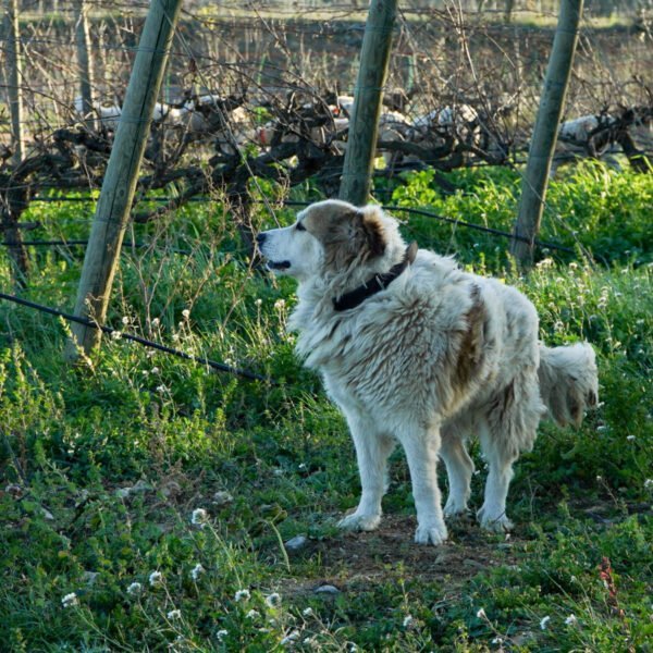 Chien du Domaine Viticole Lafage à Perpignan dans les Pyrénées Orientales en Pays Catalan