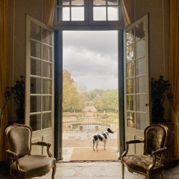 Chien sur la terrasse de Château de l’Engarran à Lavérune en Hérault, Occitanie