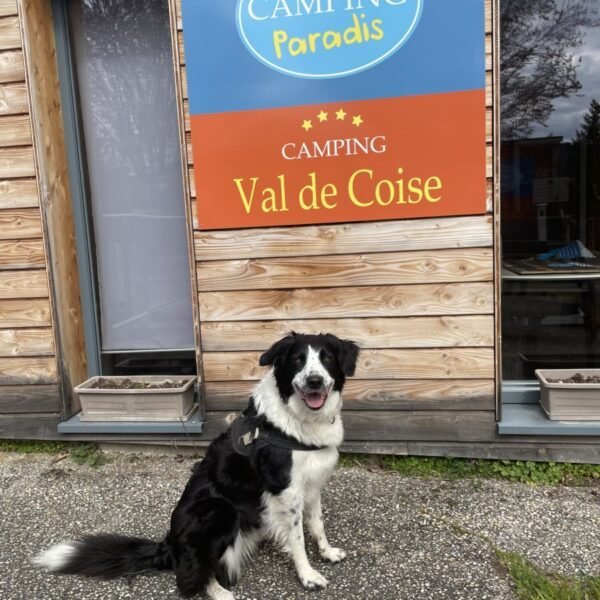Chiens acceptés au Camping Paradis Val de Coise à Saint Galmier dans la Loire en Auvergne Rhône Alpes