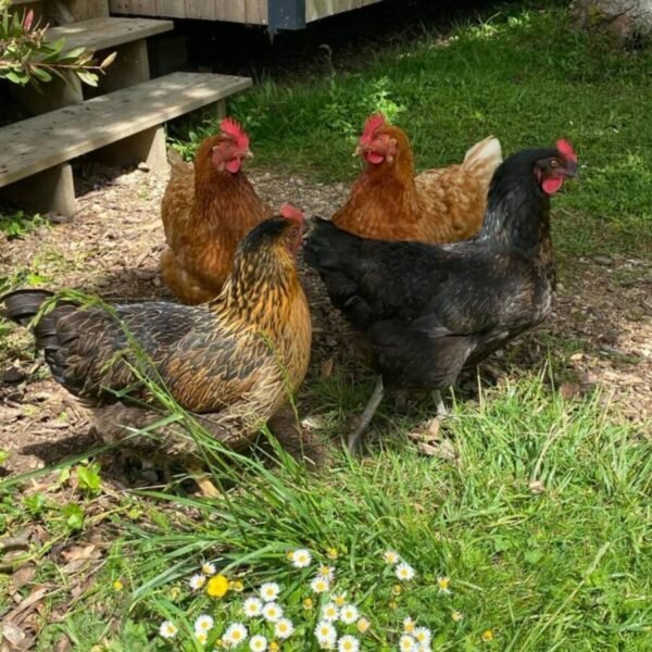 Poules au Camping Domaine de Mesqueau à Plougasnou en Finistère, Bretagne