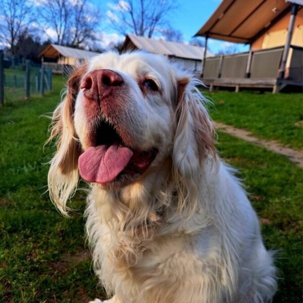 Chiens acceptés au Camping Domaine du Houssay 3* à Spay dans la Sarthe dans le Pays de la Loire