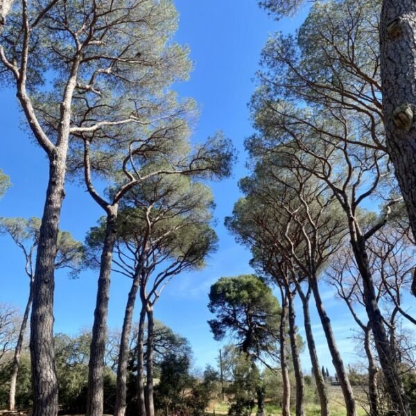 Le Jardin