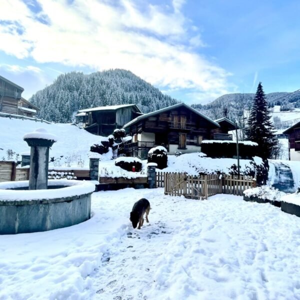 Chien sur la terrasse eneigée du Gite Fontana Alta en Savoie à Arêches - Beaufort dans les Alpes Françaises