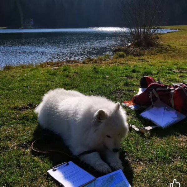 Chien à cote de la rivière avec Patte sur l'aventure - Activités et Tourisme Outdoor à Lavancia-Epercy en Jura en Bourgogne-Franche-Comté