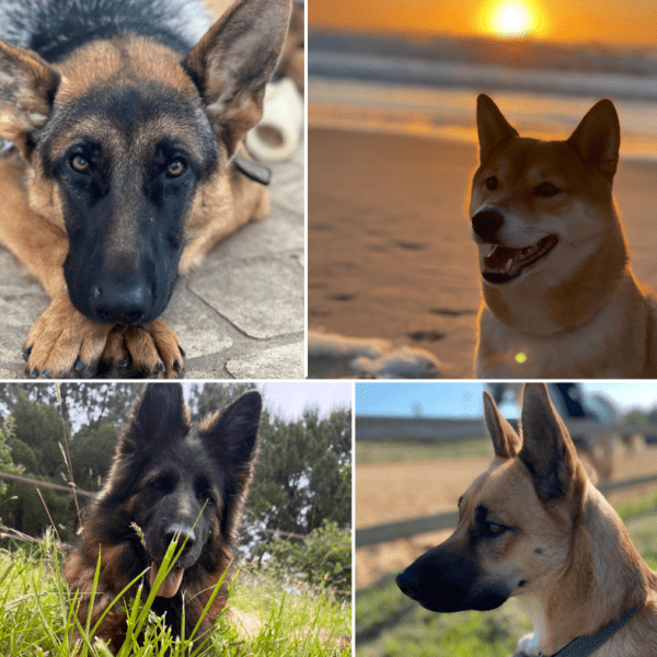 Chiens acceptés à La Ferme Antoinette à Les Mathes en Charente-Maritime en Nouvelle Aquitaine