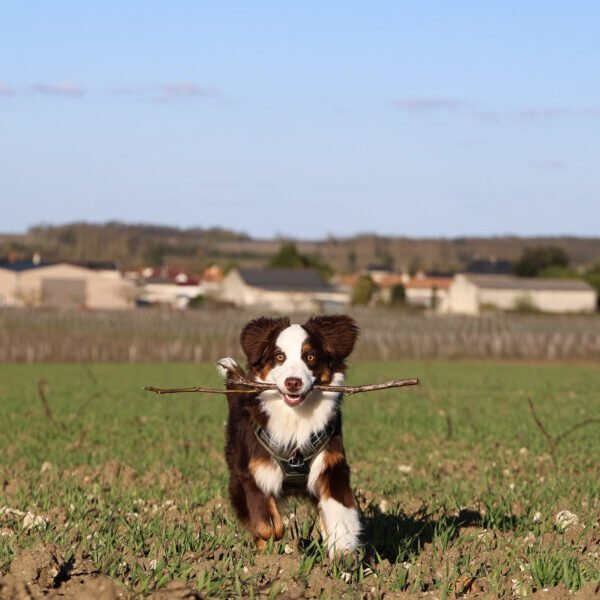 Chiens acceptés au Domaine du Vieux Pressoir à Vaudelnay en Maine-et-Loire dans le Pays de la Loire