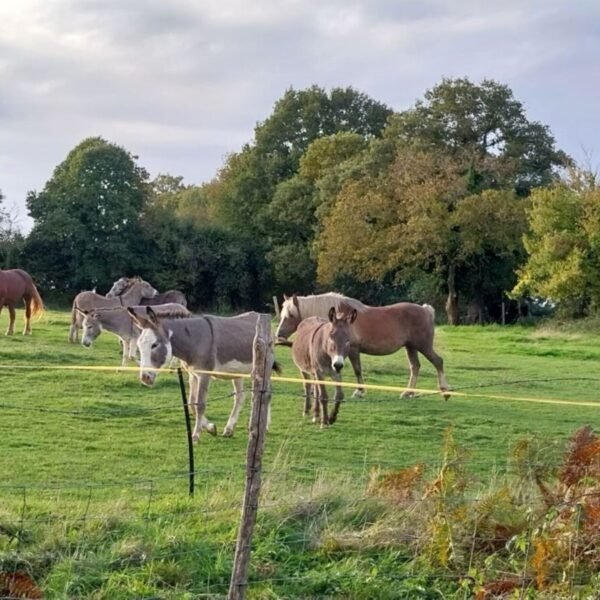 Chevaux au Gite Traitsanes en Berry à Préveranges en Cher dans le Centre-Val de Loire