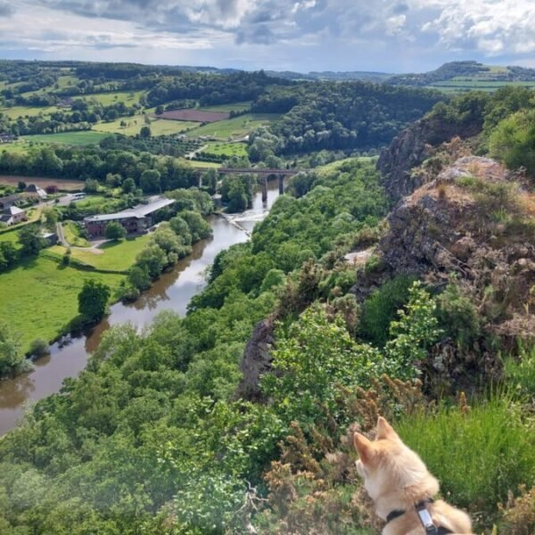 Nature et chiens acceptés à La Cabane à La Pommeraye en Maine-et-Loire dans le Pays de la Loire