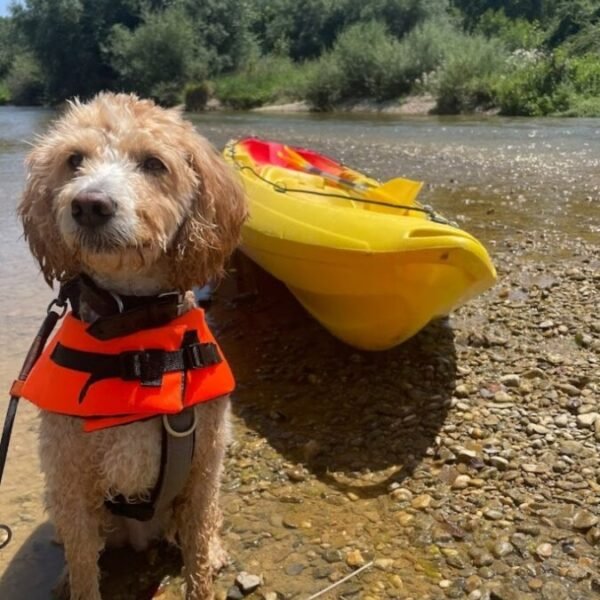 Chiens acceptés à Naturokayarc à Lapenne en Ariège en Occitanie
