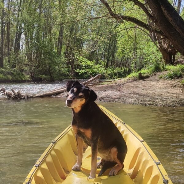 Chiens acceptés dans la canoe à Naturokayarc à Lapenne en Ariège en Occitanie